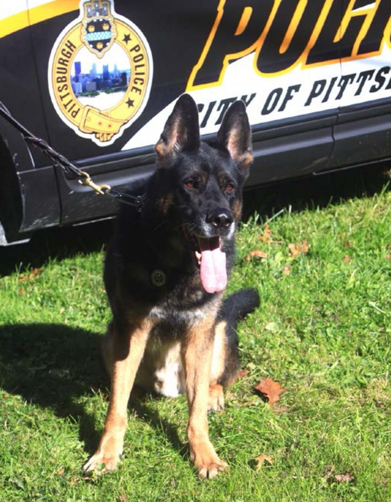 Pittsburgh K-9 Officer Rocco